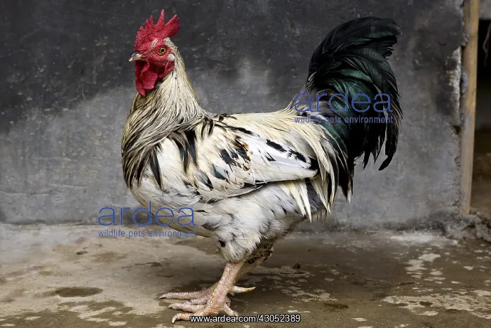 : Domestic Cock Sri Lanka : Domestic Cock Sri Lanka