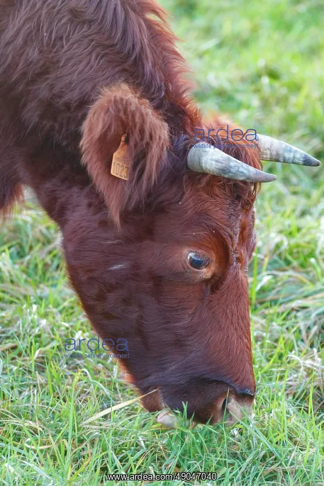 : Domestic Cow : Domestic Cow