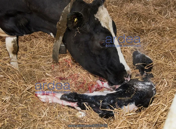 : Domestic cow, dairy cow licking newborn heifer calf : Domestic cow, dairy cow licking newborn heifer calf