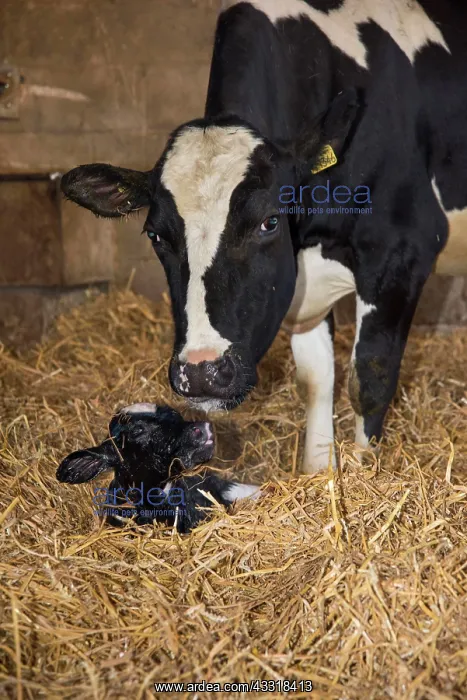 : Domestic cow, dairy cow with newborn heifer calf : Domestic cow, dairy cow with newborn heifer calf