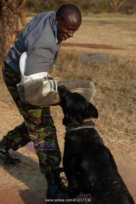 : Domestic dog : Domestic dog