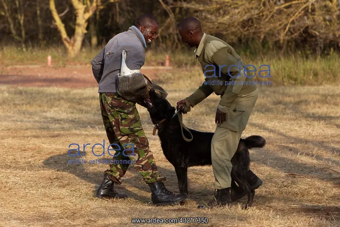 : Domestic dog : Domestic dog