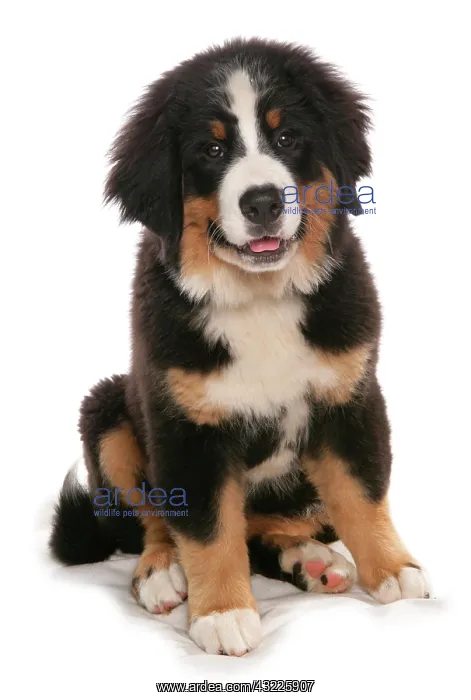 : Domestic dog, Bernese Mountain Dog, puppy, sitting : Domestic dog, Bernese Mountain Dog, puppy, sitting
