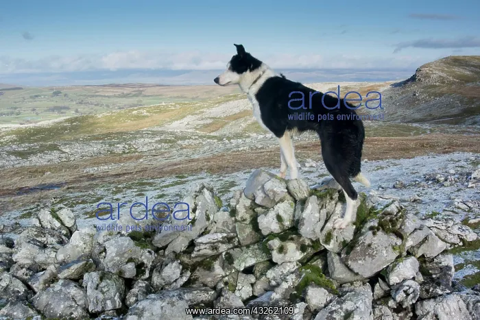 : Domestic dog, border collie, working sheepdog, adult : Domestic dog, border collie, working sheepdog, adult