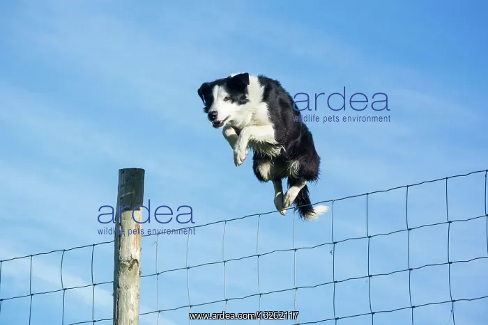 : Domestic dog, border collie, working sheepdog, adult : Domestic dog, border collie, working sheepdog, adult