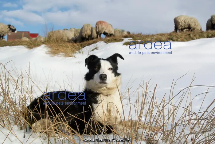 : Domestic dog, Border Collie, working sheepdog, adult : Domestic dog, Border Collie, working sheepdog, adult