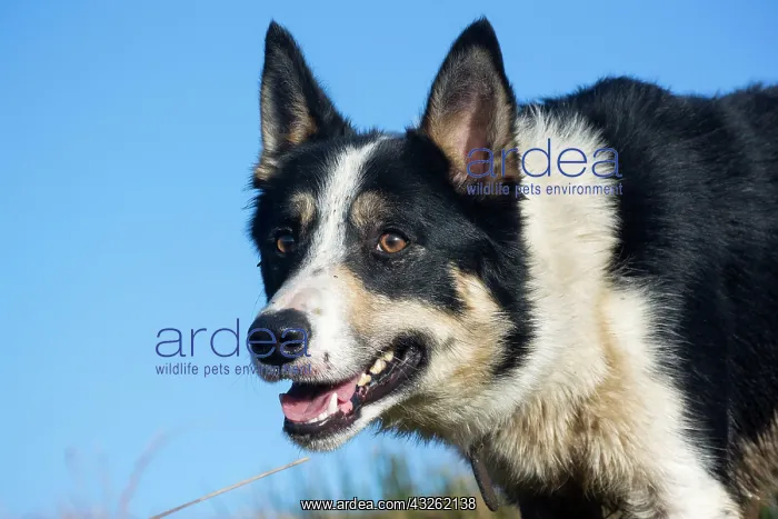 : Domestic dog, border collie, working sheepdog, adult : Domestic dog, border collie, working sheepdog, adult