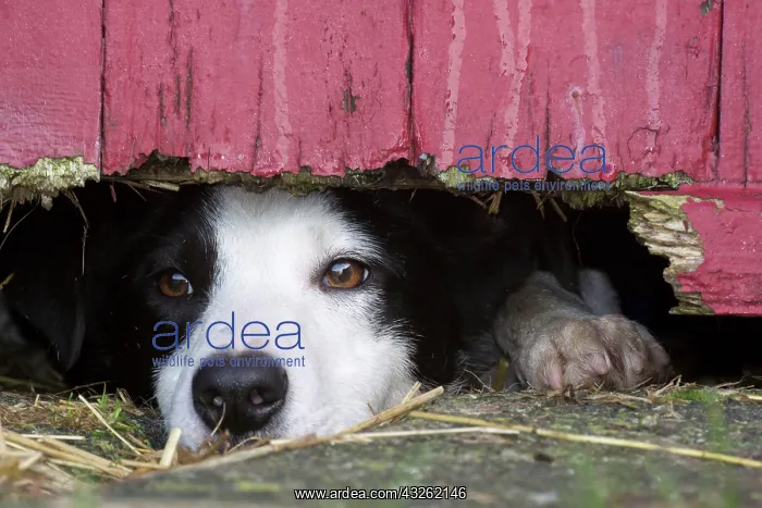: Domestic dog, border collie, working sheepdog, adult : Domestic dog, border collie, working sheepdog, adult