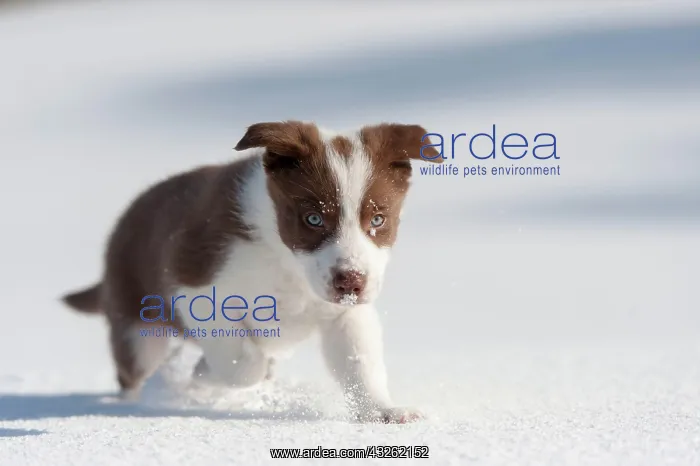 : Domestic dog, border collie, working sheepdog, puppy : Domestic dog, border collie, working sheepdog, puppy