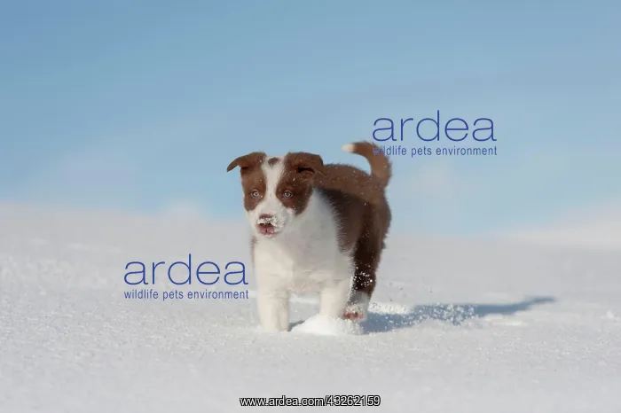 : Domestic dog, border collie, working sheepdog, puppy : Domestic dog, border collie, working sheepdog, puppy