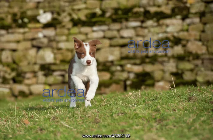 : Domestic dog, border collie, working sheepdog, puppy : Domestic dog, border collie, working sheepdog, puppy