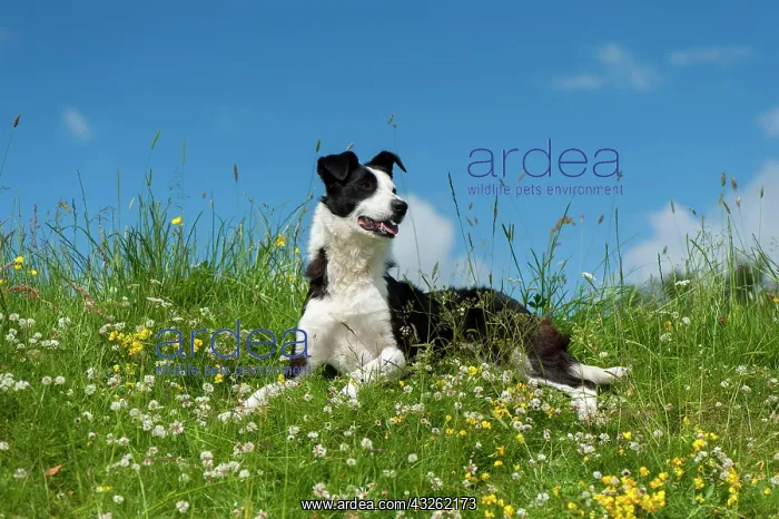 : Domestic dog, border collie, working sheepdog, adult : Domestic dog, border collie, working sheepdog, adult