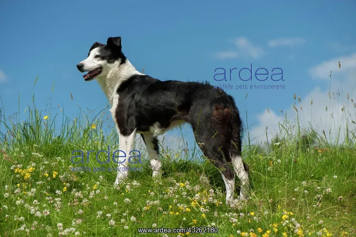 : Domestic dog, border collie, working sheepdog, adult : Domestic dog, border collie, working sheepdog, adult