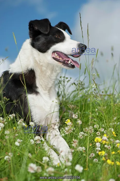 : Domestic dog, border collie, working sheepdog, adult : Domestic dog, border collie, working sheepdog, adult