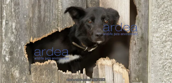 : Domestic dog, border collie, working sheepdog, puppy : Domestic dog, border collie, working sheepdog, puppy