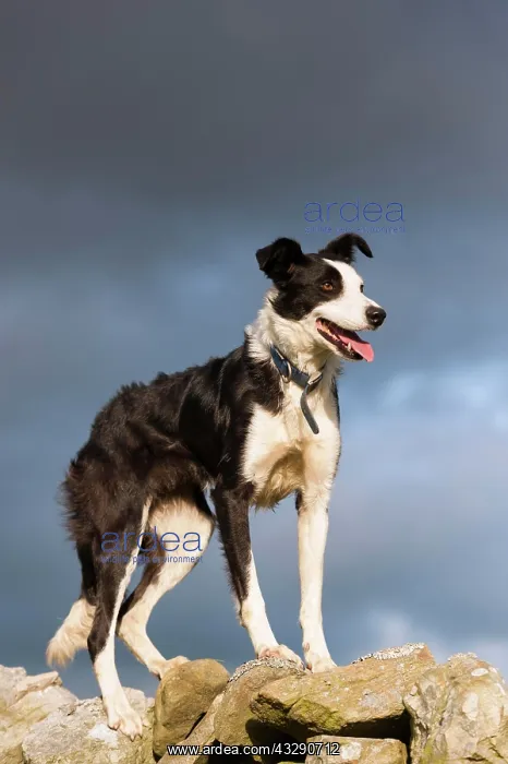 : Domestic Dog, Border Collie, working sheepdog, adult : Domestic Dog, Border Collie, working sheepdog, adult