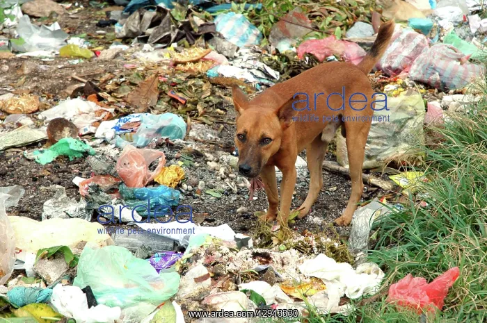 : Domestic Dog feeding on plastic and other rubbish : Domestic Dog feeding on plastic and other rubbish
