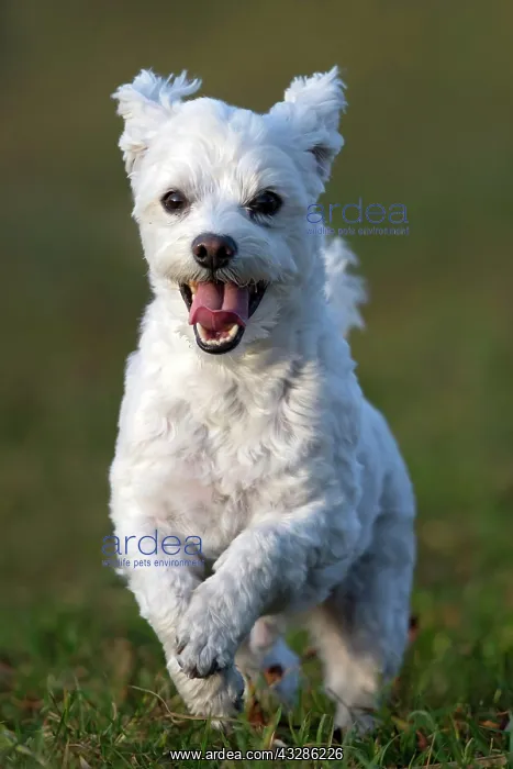 : Domestic dog, Maltese running over a meadow, Vorarlberg : Domestic dog, Maltese running over a meadow, Vorarlberg