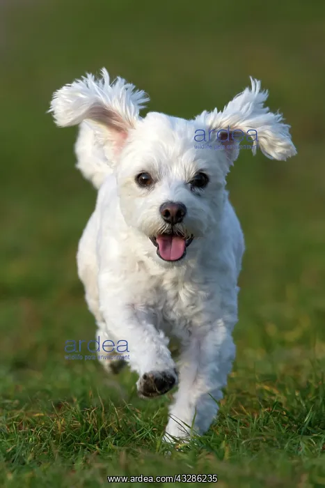 : Domestic dog, Maltese running over a meadow, Vorarlberg : Domestic dog, Maltese running over a meadow, Vorarlberg