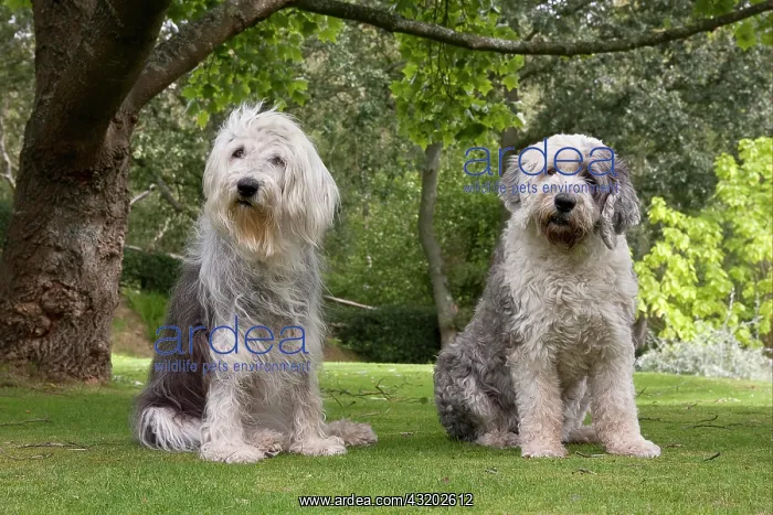 : Domestic Dog, Old English Sheepdog, elderly adult : Domestic Dog, Old English Sheepdog, elderly adult