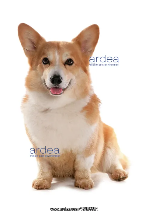 : Domestic dog, Pembroke Welsh Corgi, adult, sitting : Domestic dog, Pembroke Welsh Corgi, adult, sitting