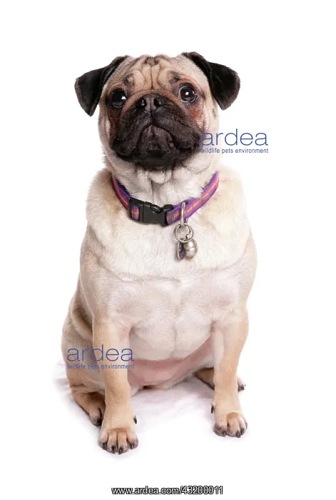 : Domestic dog, Pug, adult female, sitting, with collar : Domestic dog, Pug, adult female, sitting, with collar
