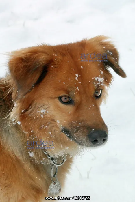 : Domestic Dog - in snow, wearing collar and ID / name tag : Domestic Dog - in snow, wearing collar and ID / name tag