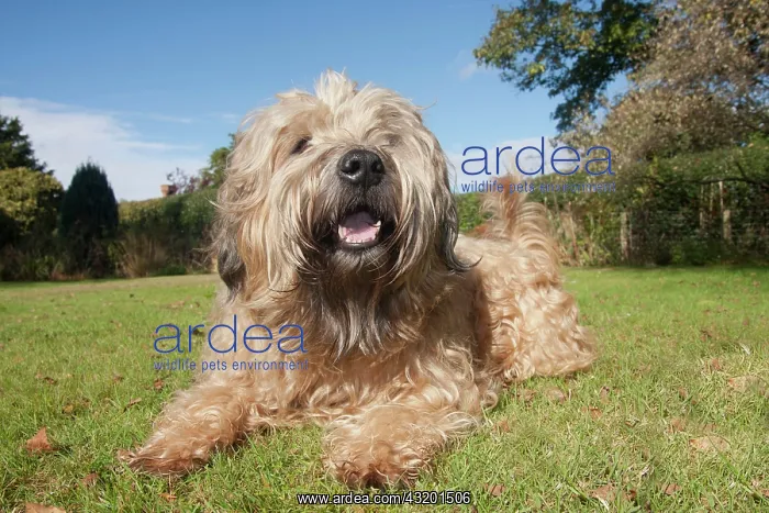 : Domestic dog, wheat terrier with soft coat, adult : Domestic dog, wheat terrier with soft coat, adult