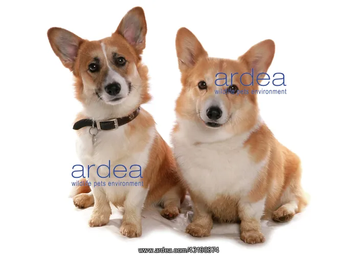 : Domestic dogs, Pembroke Welsh Corgi, two adults : Domestic dogs, Pembroke Welsh Corgi, two adults