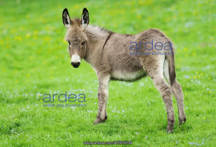: Domestic donkey (Equus asinus asinus), foal, Germany : Domestic donkey (Equus asinus asinus), foal, Germany