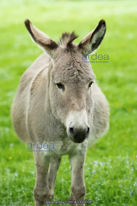 : Domestic donkey (Equus asinus asinus), portrait : Domestic donkey (Equus asinus asinus), portrait