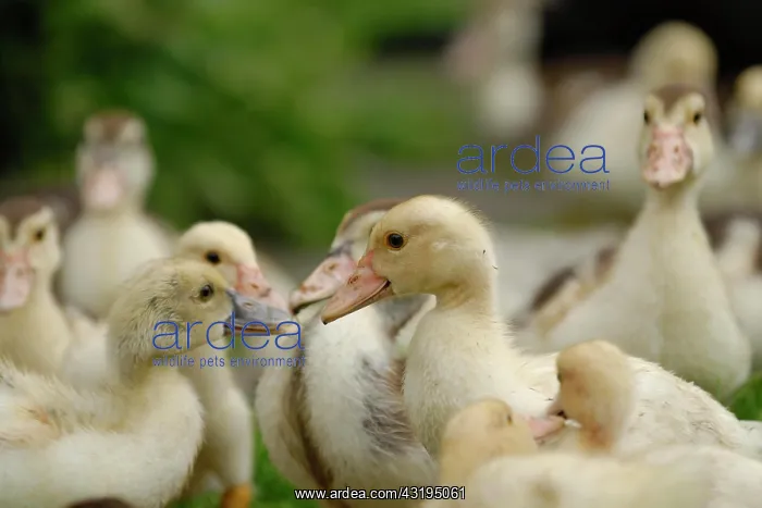 : Domestic duck, ducklings : Domestic duck, ducklings