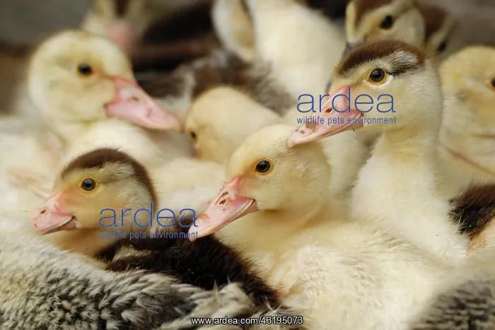 : Domestic duck, ducklings : Domestic duck, ducklings