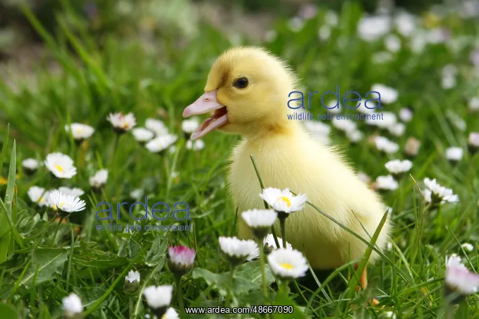 : Domestic duck, ducklings : Domestic duck, ducklings