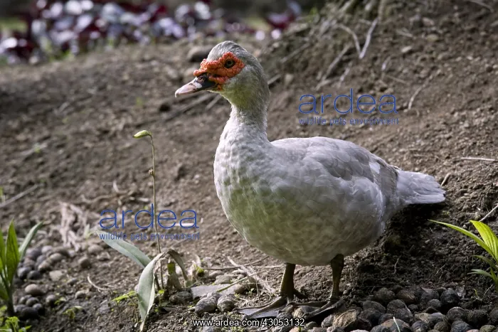 : Domestic duck in a garden in Martinique Island : Domestic duck in a garden in Martinique Island