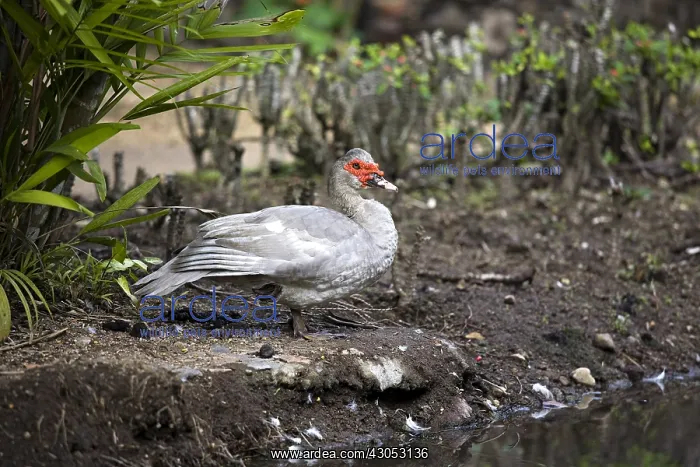 : Domestic duck in a garden in Martinique Island : Domestic duck in a garden in Martinique Island
