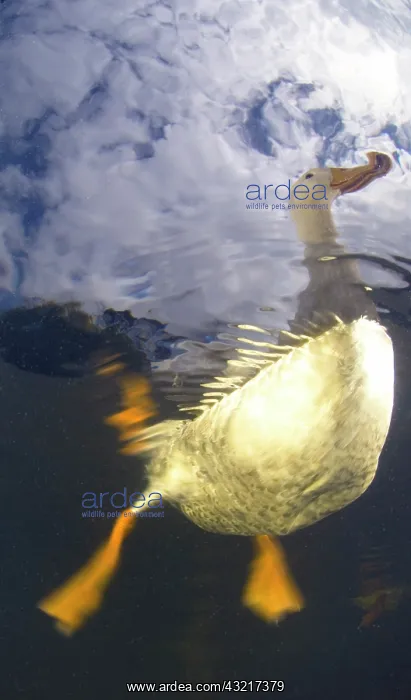 : Domestic duck on the surface - New Zealand : Domestic duck on the surface - New Zealand