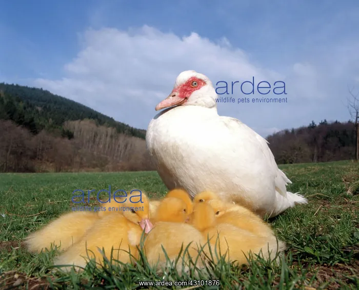 : Domestic Duck with young : Domestic Duck with young