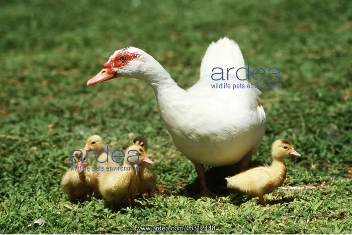 : Domestic Duck with young : Domestic Duck with young