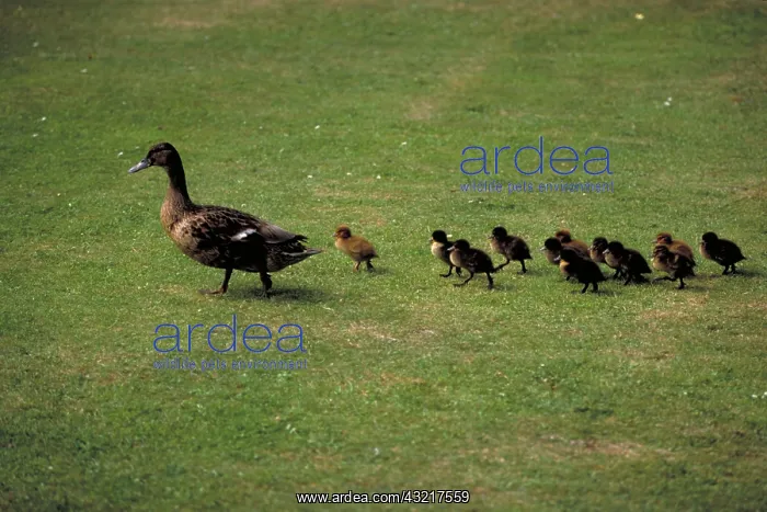: Domestic ducks : Domestic ducks