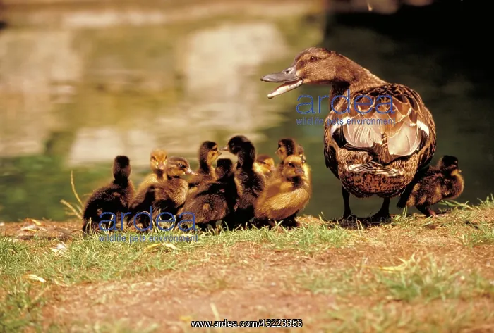: Domestic ducks : Domestic ducks
