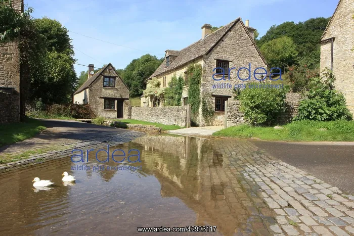 : Two Domestic Ducks - on ford : Two Domestic Ducks - on ford