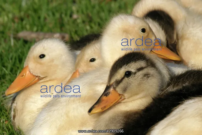  : Domestic Ducks - group of ducklings