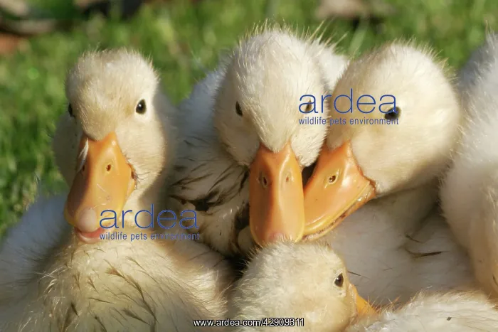  : Domestic Ducks - group of ducklings