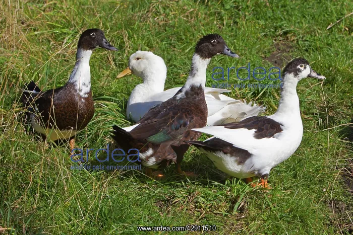 : Domestic Ducks - three Muscovy and one Aylesbury : Domestic Ducks - three Muscovy and one Aylesbury