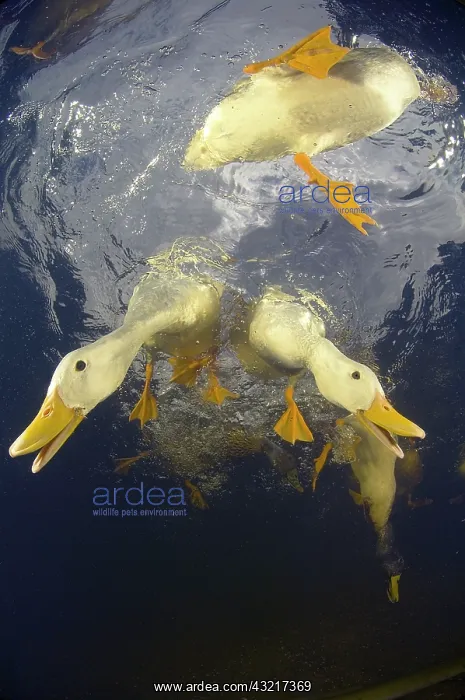 : Domestic ducks on the surface - New Zealand : Domestic ducks on the surface - New Zealand