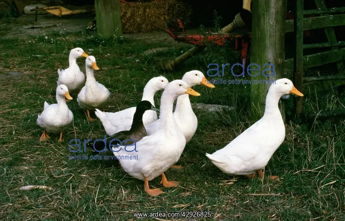  : DOMESTIC DUCKS X7 & MALLARD