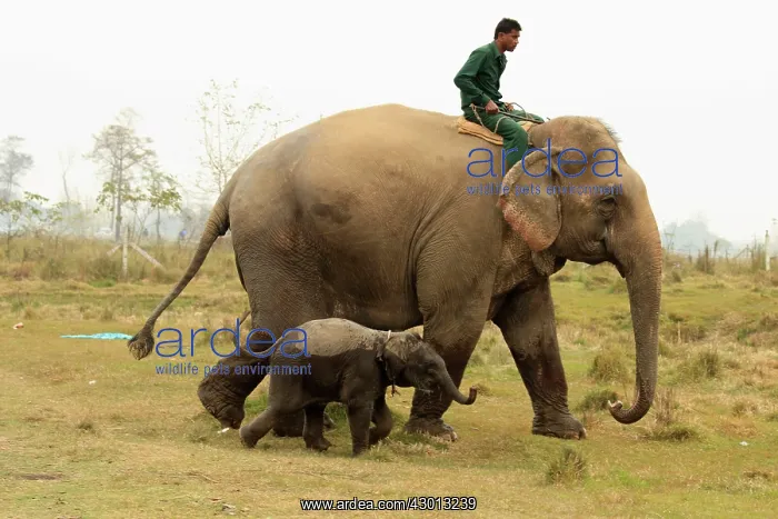  : Domestic Elephant cow and calf