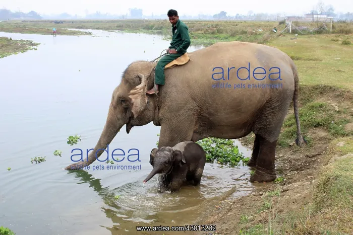 : Domestic Elephant cow and calf drinking in Rapti River : Domestic Elephant cow and calf drinking in Rapti River