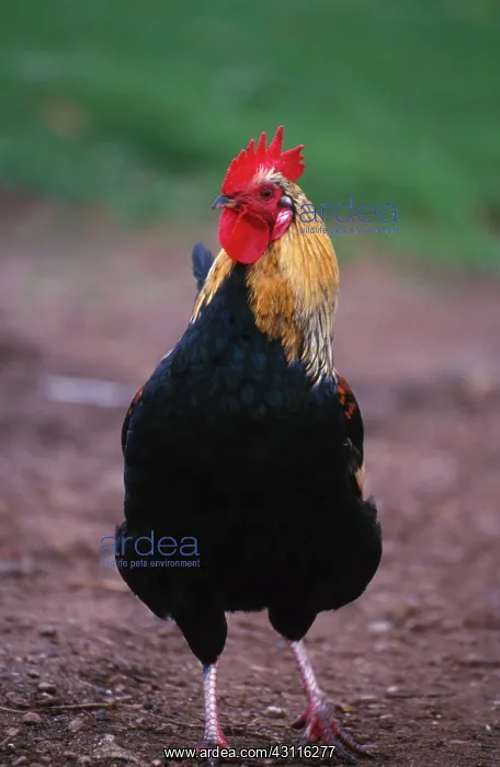 : Domestic farmyard rooster : Domestic farmyard rooster